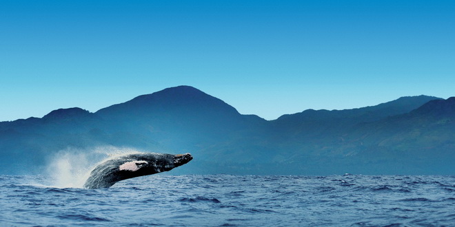 В Доминикане начался сезон наблюдения за горбатыми китами