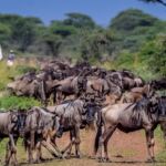Сафари в Танзании